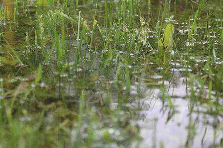 夏季雨后草地上水中的绿草照片草和水雨后草地上的绿色植物被淹了一年中的时间背景图片