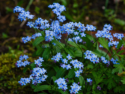 蓝花不会在花园里忘记我图片