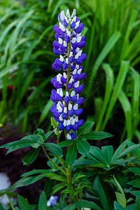 夏花园的Lupin花朵genusLu图片