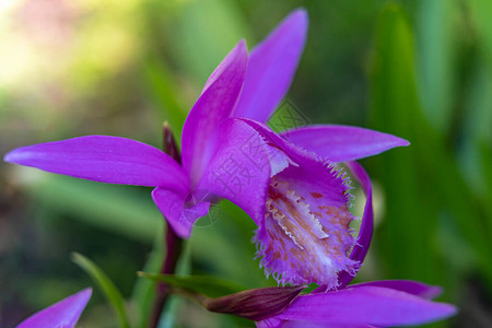 孤立的紫粉园兰花Pleioneformasos图片