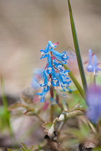 紫堇科春季北海道的蓝色Cor背景