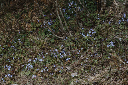 上森林里的蓝色小花图片