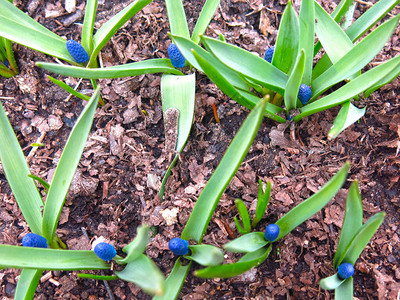 春天的第一朵花花坛里的蓝色穆斯卡里图片