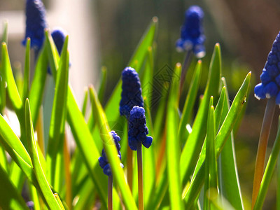 春天的第一朵花花坛里的蓝色穆斯卡里图片