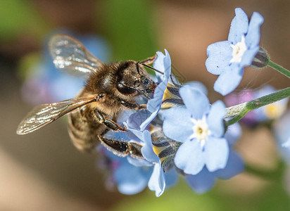 蜜蜂花上的蓝色花朵忘记我图片