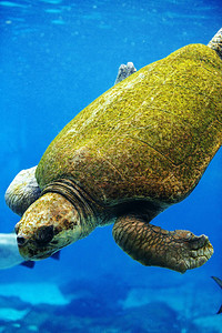 混合绿色海龟游泳图片
