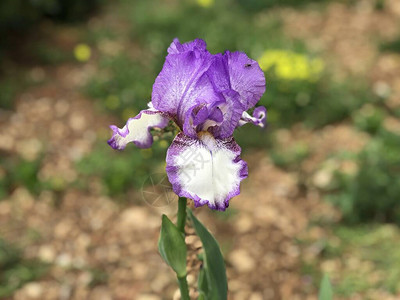 花园里美妙的紫图片