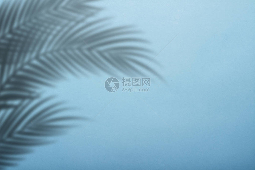 蓝墙背景上的棕榈叶阴影蓝色背景纸板摘要图像图片