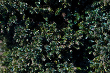 片状杜松蓝星树枝纹理绿色针背景JuniperusCommunis灌木常绿针叶树杜松分支图案的宏杜背景图片