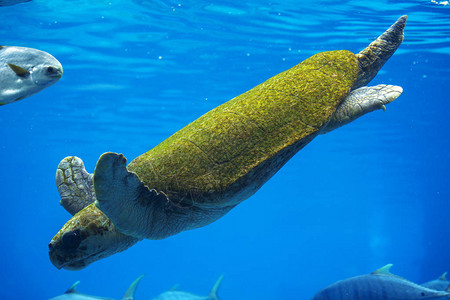 混合绿色海龟游泳图片