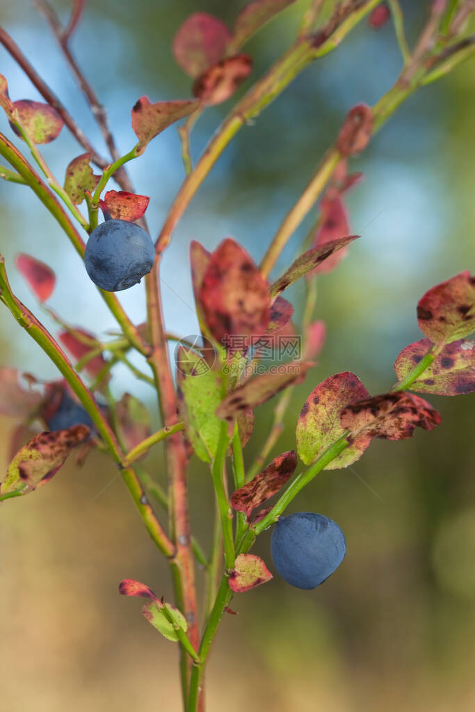 蓝莓带浆果的越橘属植物图片