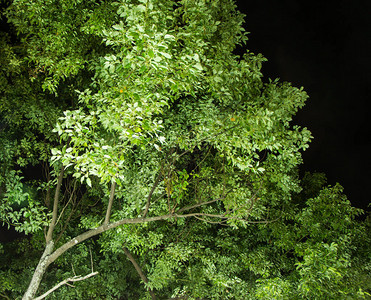 绿樟树夜景背景图片