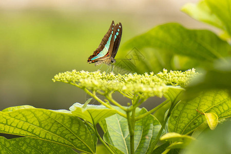蓝色三角蝴蝶也被称为Graphiumsarpedon图片