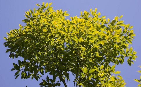 樟树绿叶背景图片