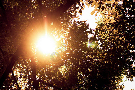 太阳和樟树的光背景图片