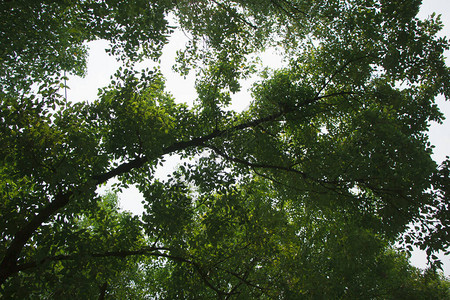 绿樟树的广角照片图片