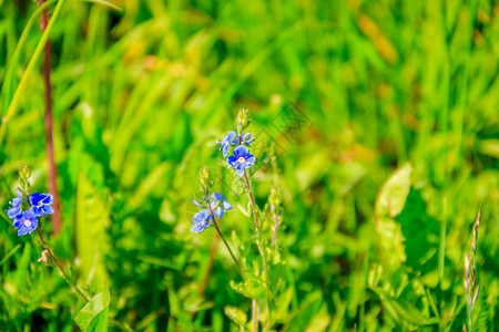 勿忘我在草丛中的蓝色花朵图片