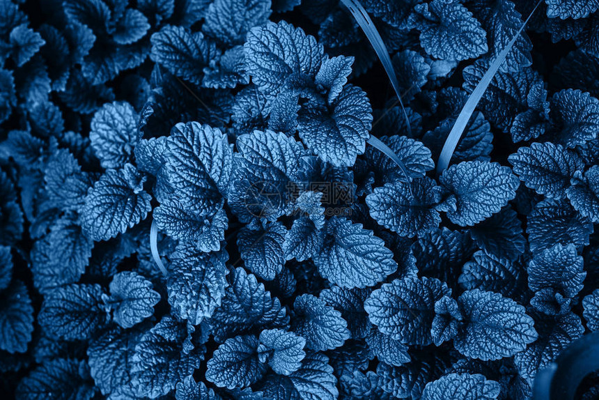 2020年的颜色Mint植物图片