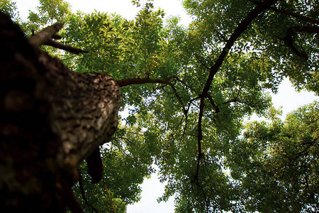 绿樟树的广角照片图片