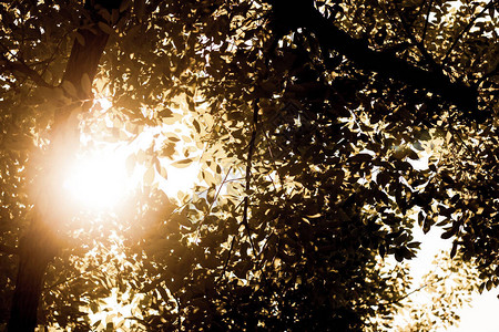 太阳和樟树的光图片