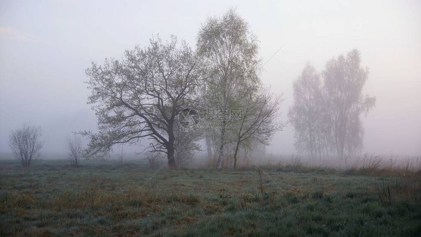 四月在风景公园春天黎明树在雾中图片