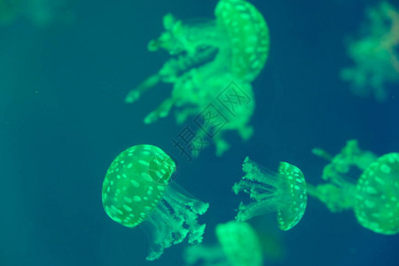 在水中游泳的众多荧光绿水母紧闭许背景图片