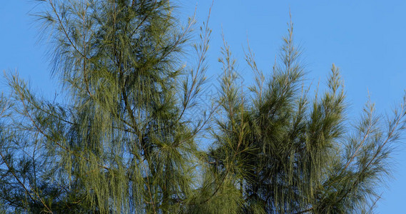 蓝天碧绿的松树图片