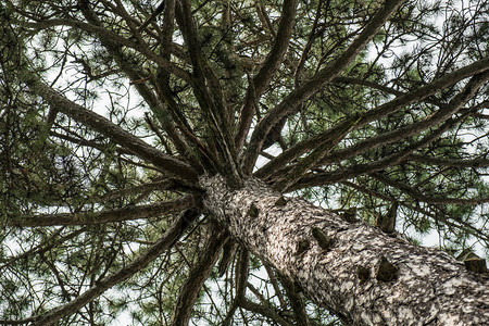 树冠松树冠有粗树图片
