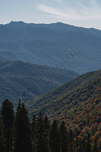 山腰上的绿树山中的森林图片