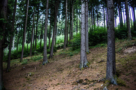 山腰的轻针叶林背景图片