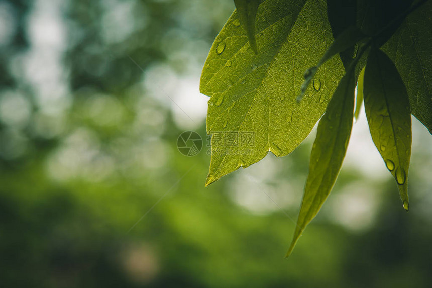 雨后的水滴从树木特写的绿叶中流出在阳光明媚的日子里下雨自然宏观图片