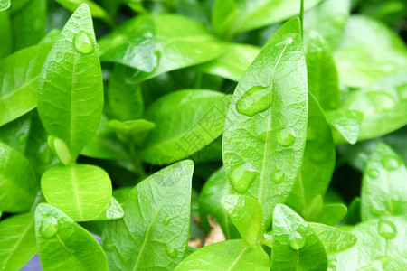 绿叶和雨滴背景图片