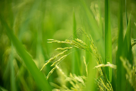 稻田草甸中的水稻图片