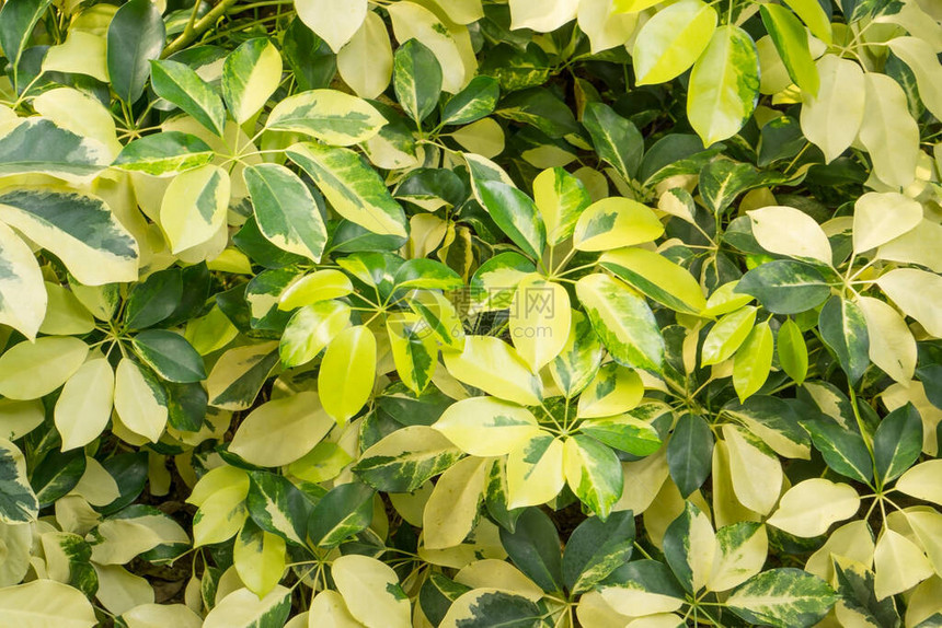 矮伞植物叶子上色素沉着的杂色图片