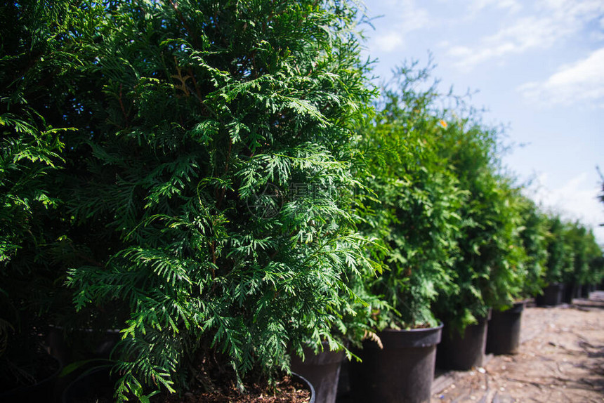 在植物苗圃的锅里有松树芽树花木图片