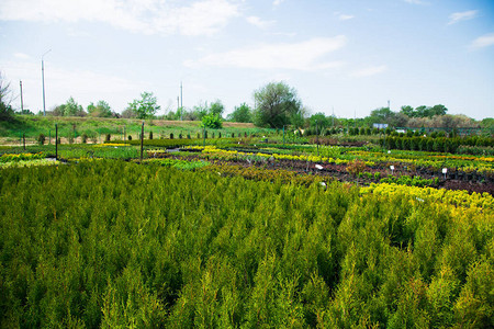 在植物苗圃的锅里有松树芽树花木背景图片