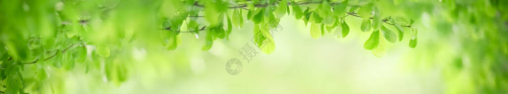 以自然绿色植物景观生态新鲜壁纸概念为背景图片