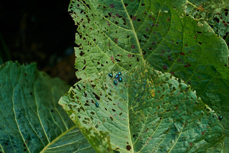 明亮绿色虫害植物叶上的跳蚤甲背景图片