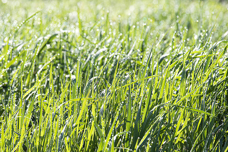 露水阳光明媚的夏日早晨下的绿草滴图片
