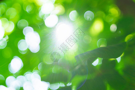 阳光抽象的绿色自然夏春背景有图片
