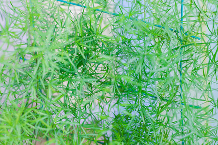 绿色植物的背景自然背景图片