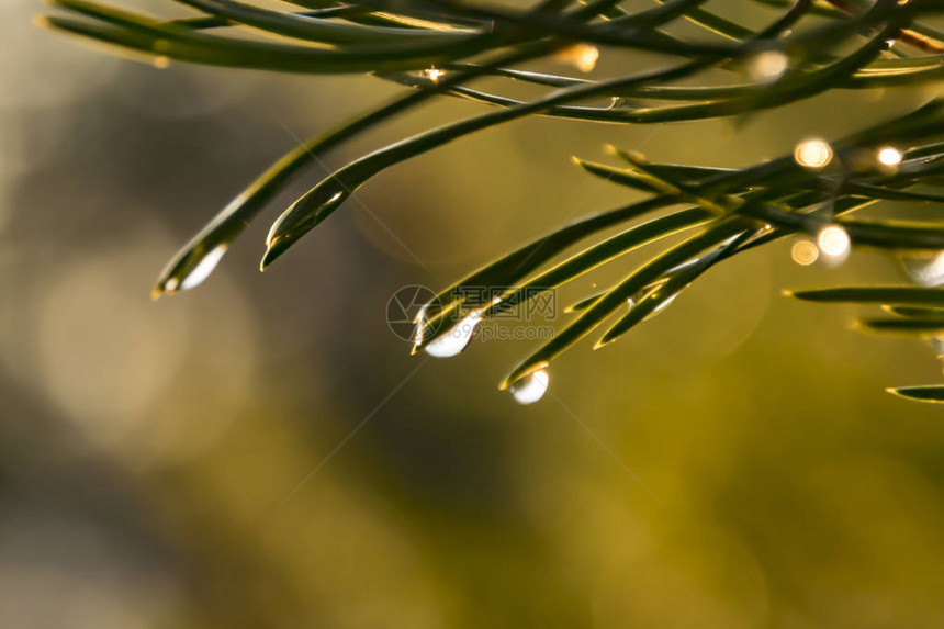 雨后针叶树针上水滴的特写图片