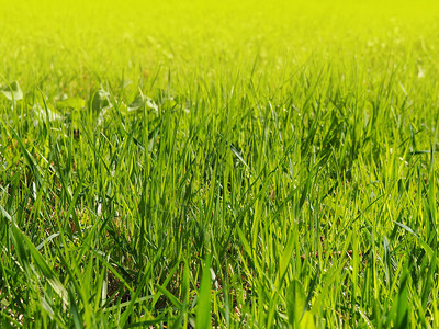 阳光明媚的青绿草大自然图片