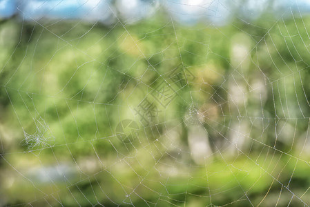 绿色背景下的干薄蜘蛛网或蜘蛛网图片