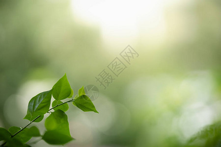 绿叶在花园中模糊的绿色背景上特写美丽的自然景观图片