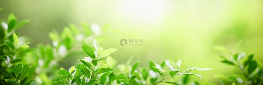 特写美丽迷人的自然景观绿叶在花园中模糊的绿色背景上图片