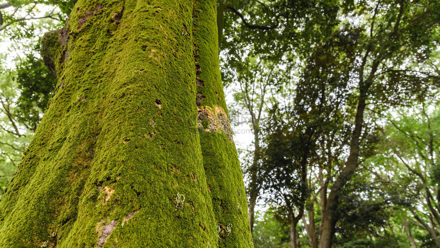 生长在雨林树干上的绿色苔藓带有绿色苔藓的树皮图片