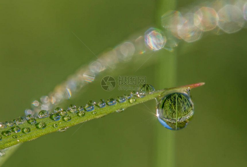 绿草叶边缘挂着水滴草为折射图片