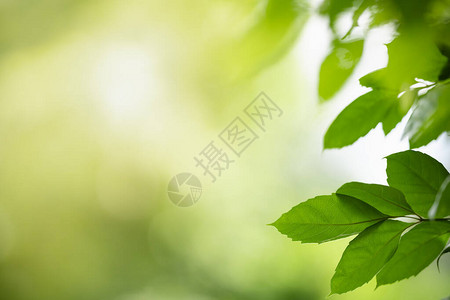 绿叶美丽迷人的自然景观与雨滴在花园中模糊的绿色背景上图片