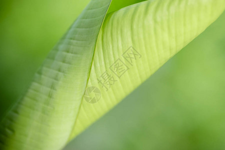 在花园中模糊的绿色背景上特写美丽的绿色香蕉叶自然景观图片